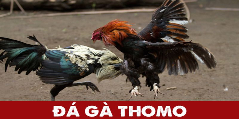 đá gà thomo 8kbet