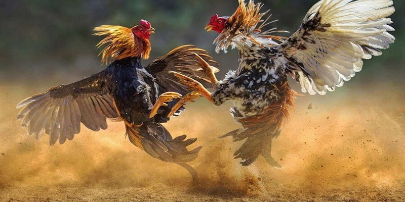 đá gà thomo tại 8kbet có gì