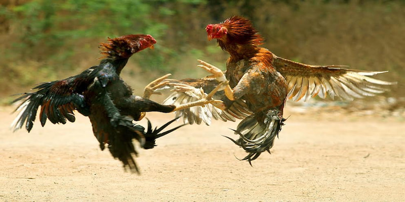 luật chơi đá gà thomo