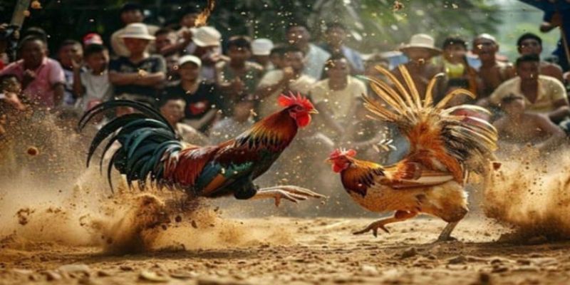 Điểm độc đáo của sảnh Gà chọi C1 tại nhà cái 8kbet