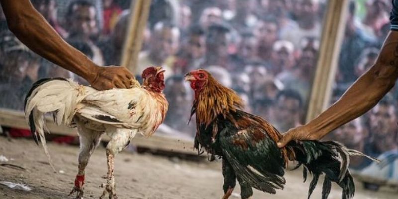 Khái niệm cơ bản về Gà chọi C1 là gì?