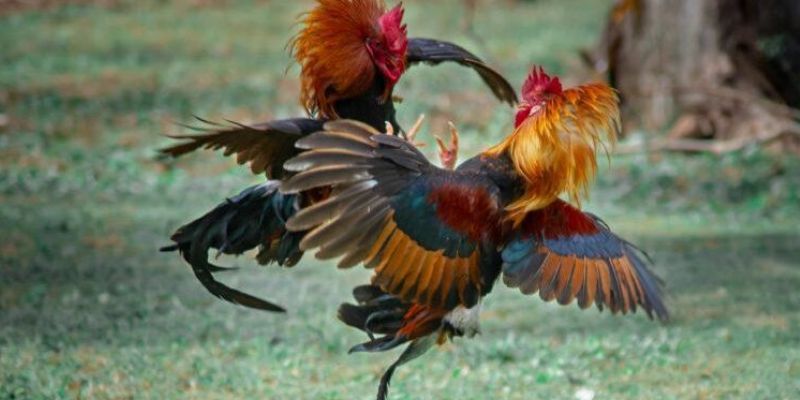 Tinh thần là điều không thể thiếu của chiến kê