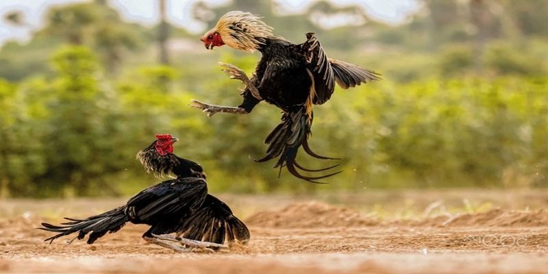 Yêu cầu của chiến kê trong sảnh đá gà chọi C1 tại 8kbet